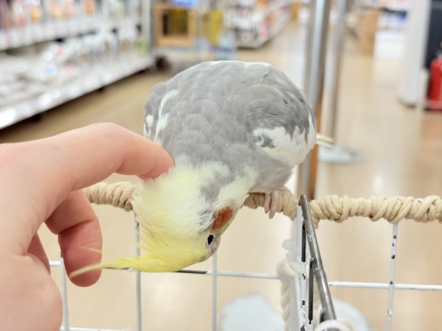 オカメインコ