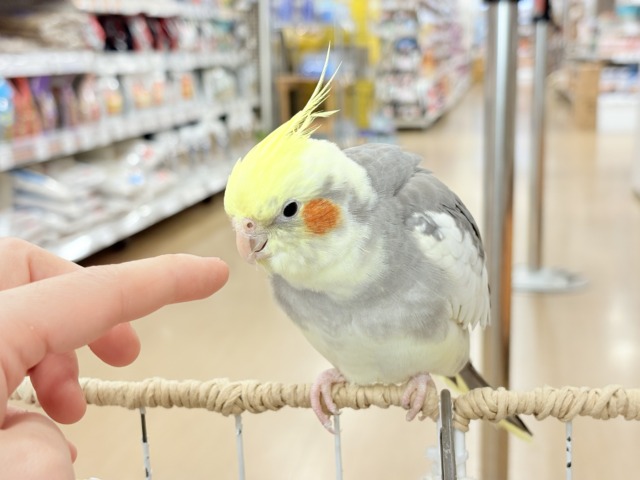 オカメインコ