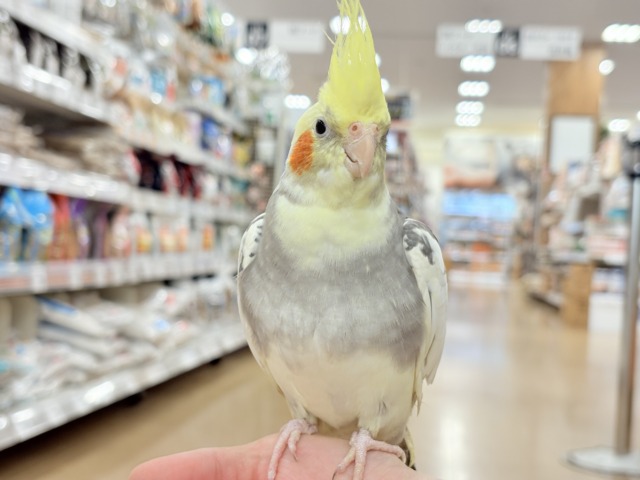 オカメインコ