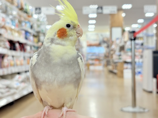 オカメインコ