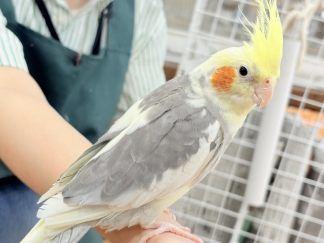 オカメインコ