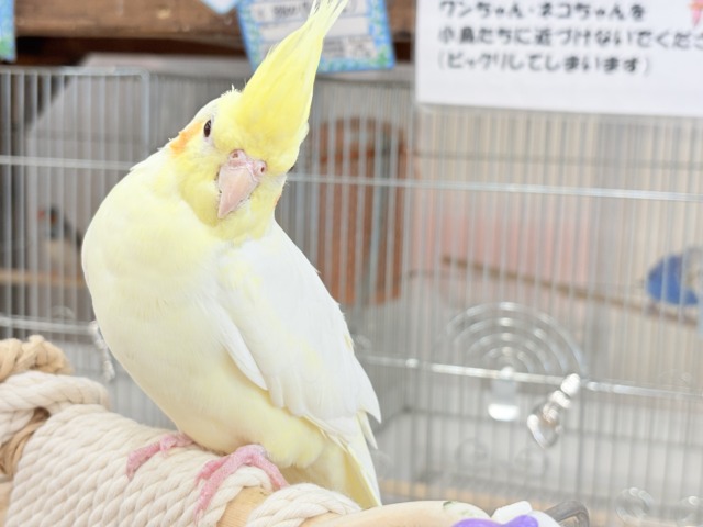 オカメインコ