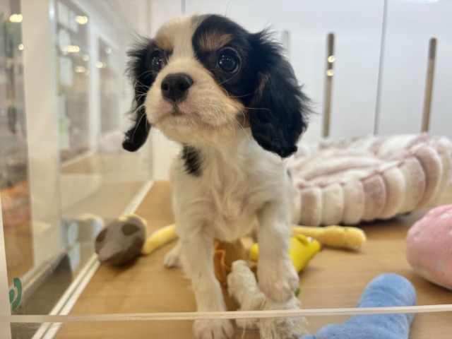 キャバリア・キングチャールズ・スパニエル