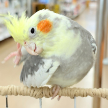 僕の口笛、聴いてください🐥♬*°オカメインコ(パイド)