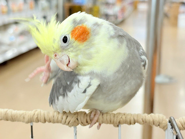 僕の口笛、聴いてください🐥♬*°オカメインコ(パイド)