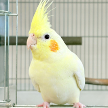 マイペースに行こう~♩♩オカメインコ(ルチノー)