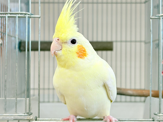 マイペースに行こう~♩♩オカメインコ(ルチノー)