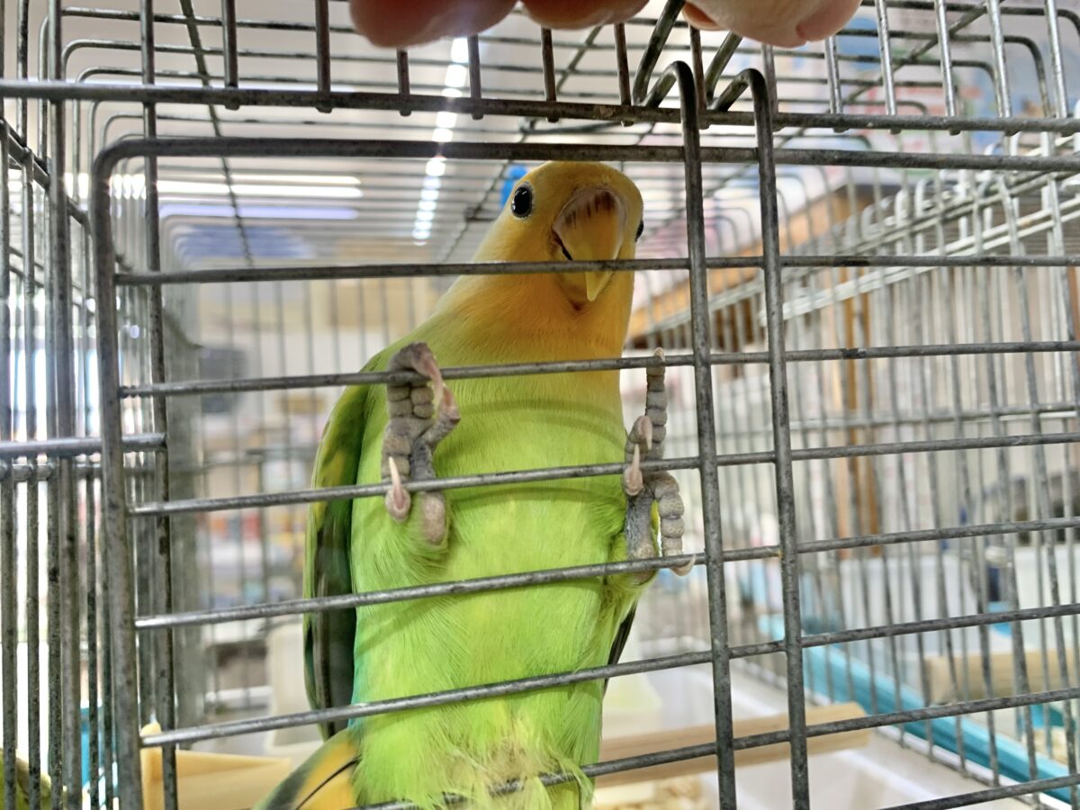 コザクラインコ（小桜インコ）