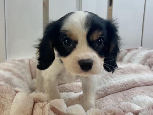 キャバリア・キングチャールズ・スパニエル