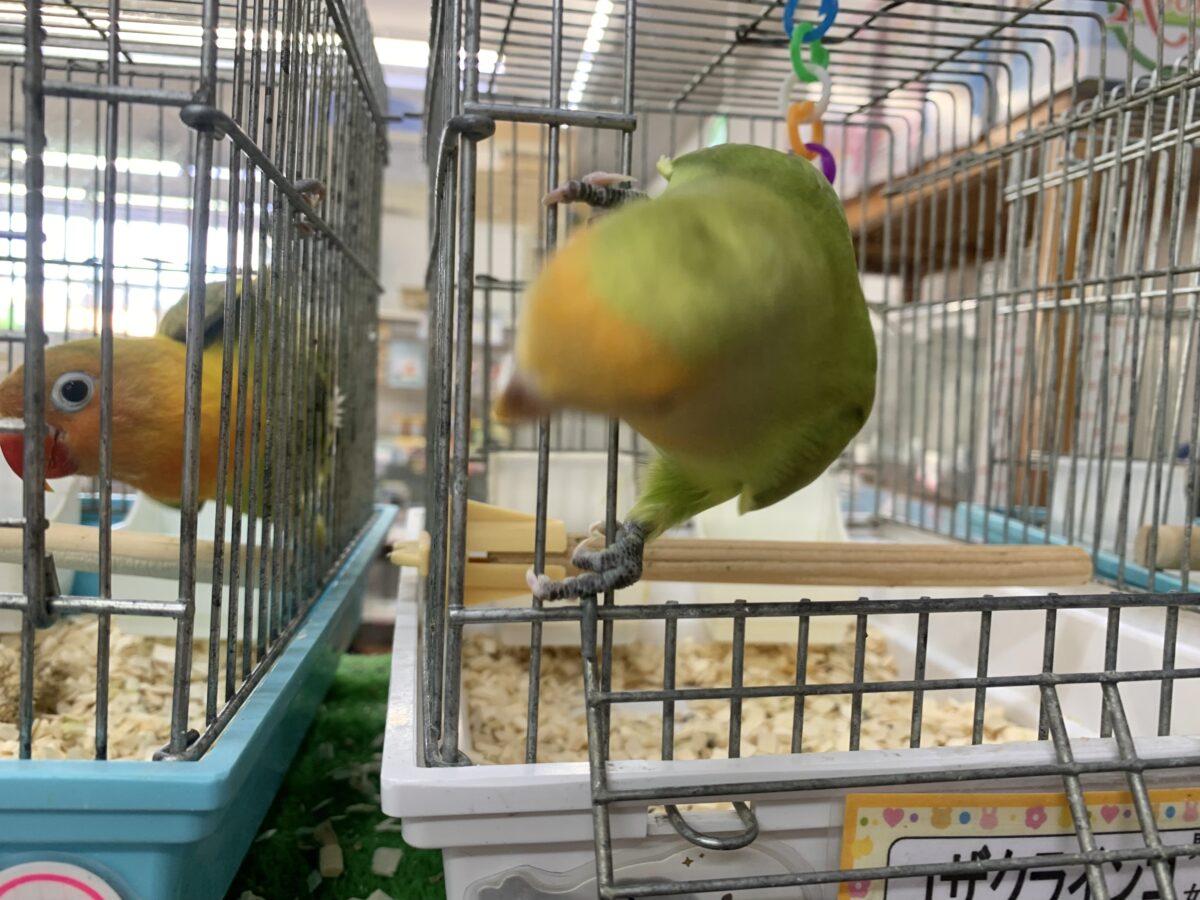 コザクラインコ（小桜インコ）
