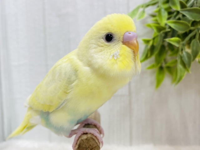 最新画像有ります❗️あわあわ〜🫧💛どんな姿を見せてくれるかな❓セキセイインコ（パステルレインボーパイド）