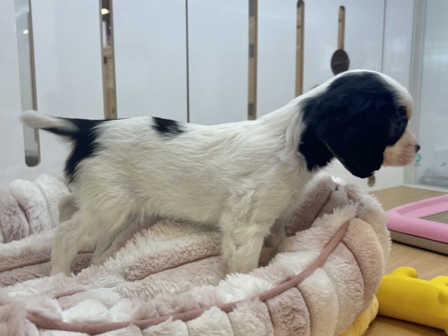 キャバリア・キングチャールズ・スパニエル