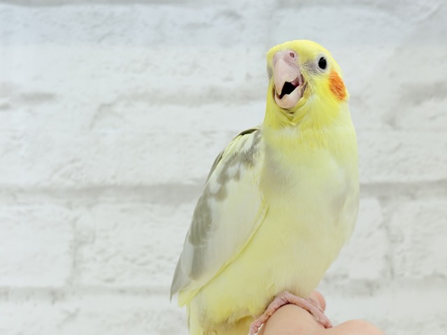 オカメインコ