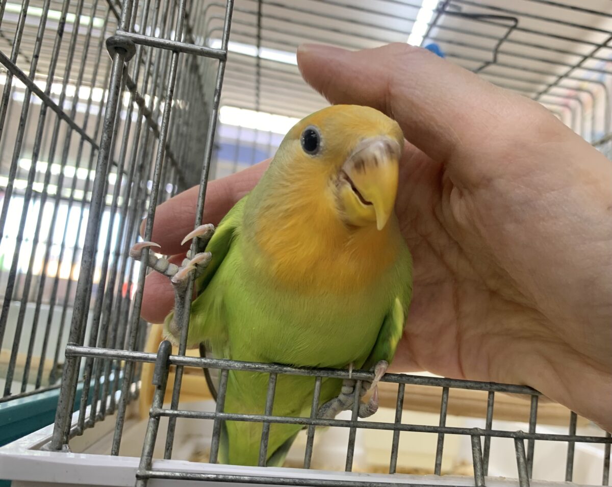 コザクラインコ（小桜インコ）