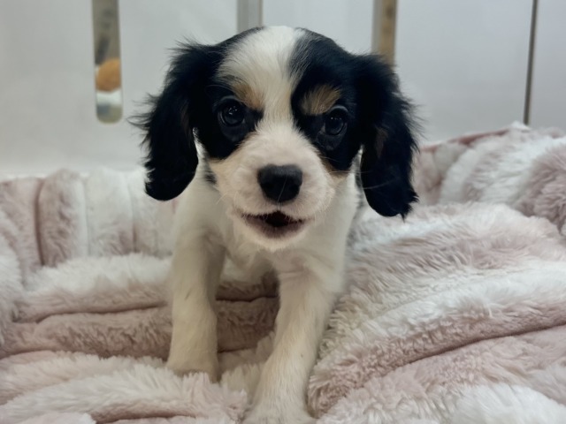 キャバリア・キングチャールズ・スパニエル