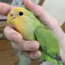 5月12日(火)最新画像🆙‼︎お顔にキラキラオレンジ🍊✨　コザクラインコ（オレンジフェイス）