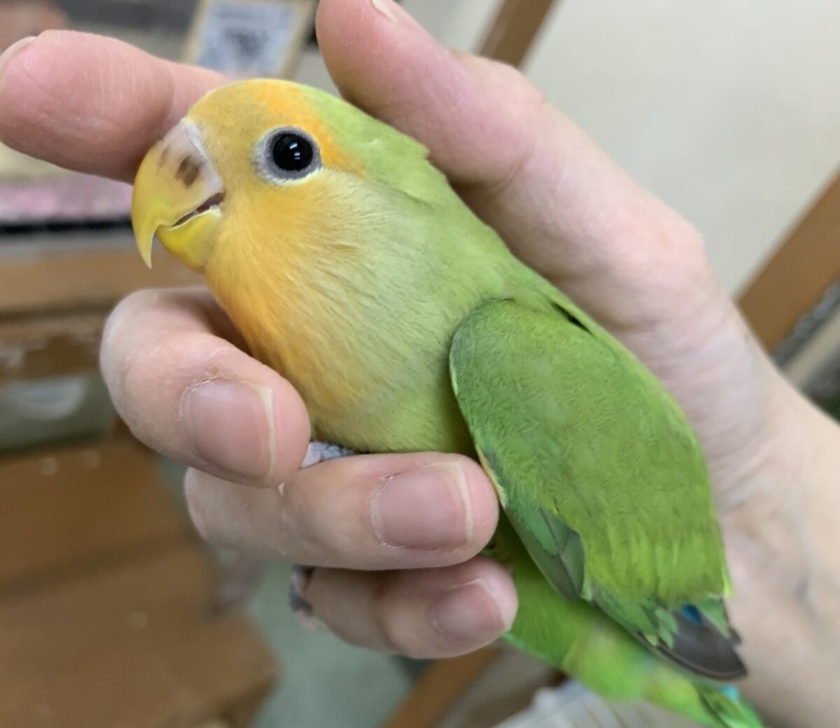 5月12日(火)最新画像🆙‼︎お顔にキラキラオレンジ🍊✨　コザクラインコ（オレンジフェイス）
