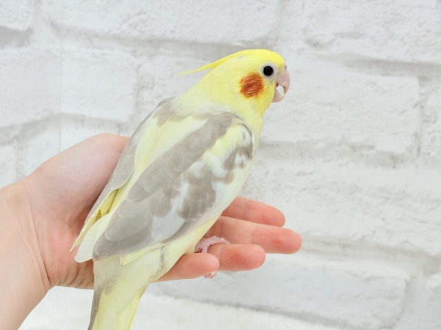 オカメインコ