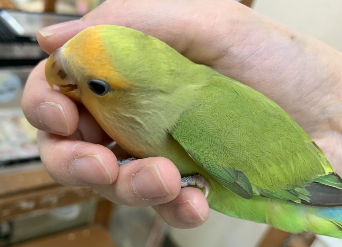 コザクラインコ（小桜インコ）