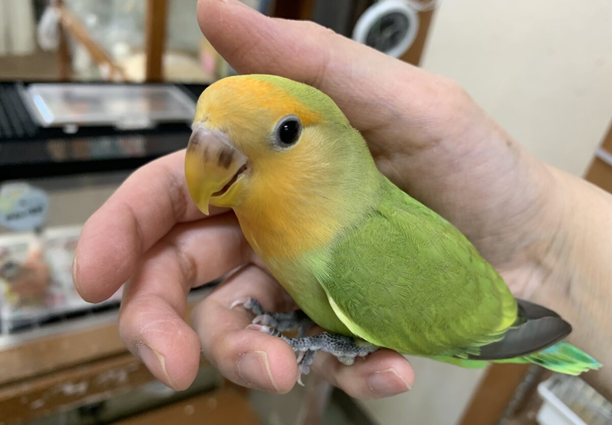 コザクラインコ（小桜インコ）