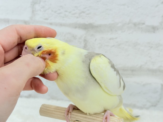 オカメインコ