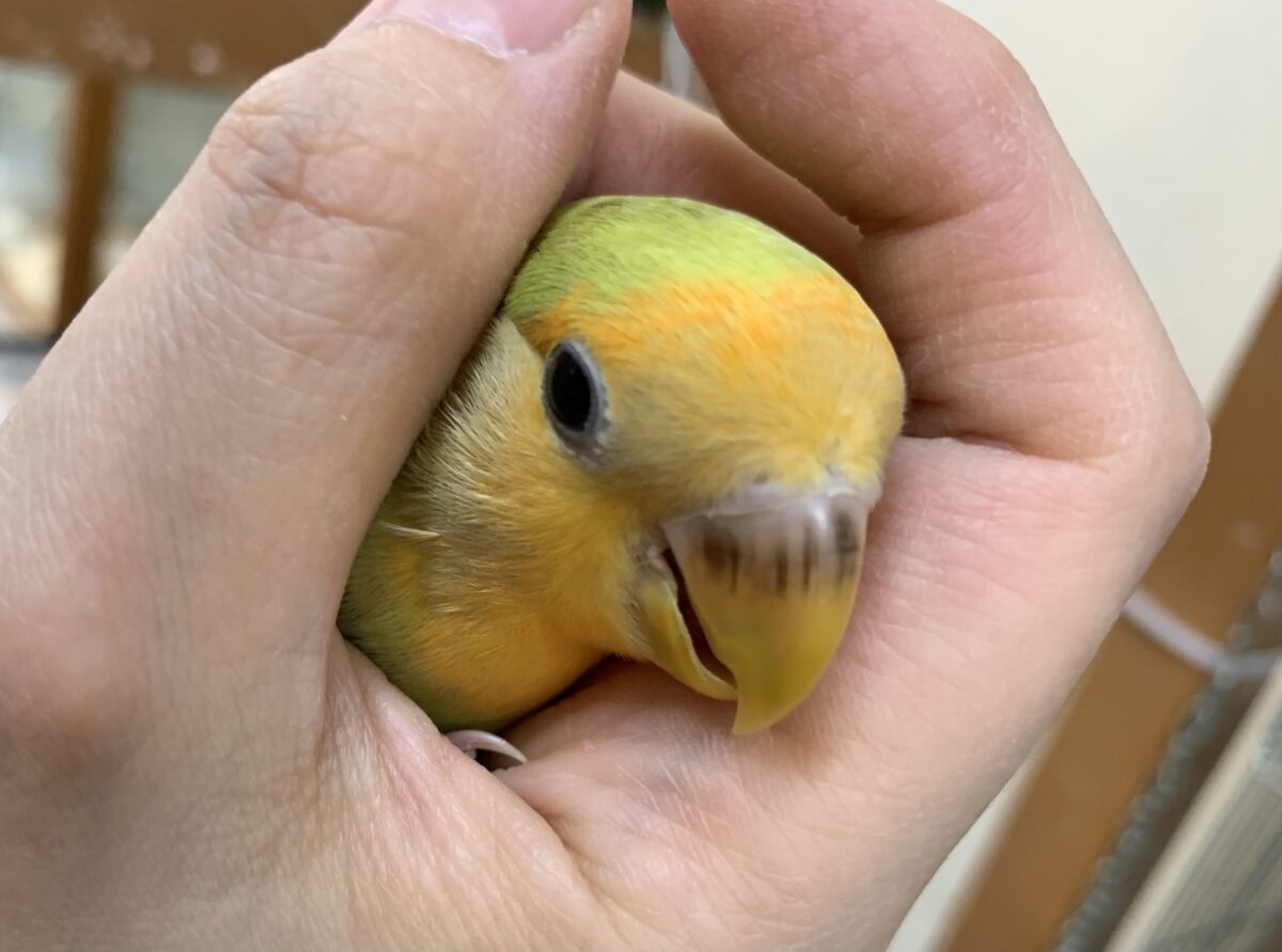コザクラインコ（小桜インコ）