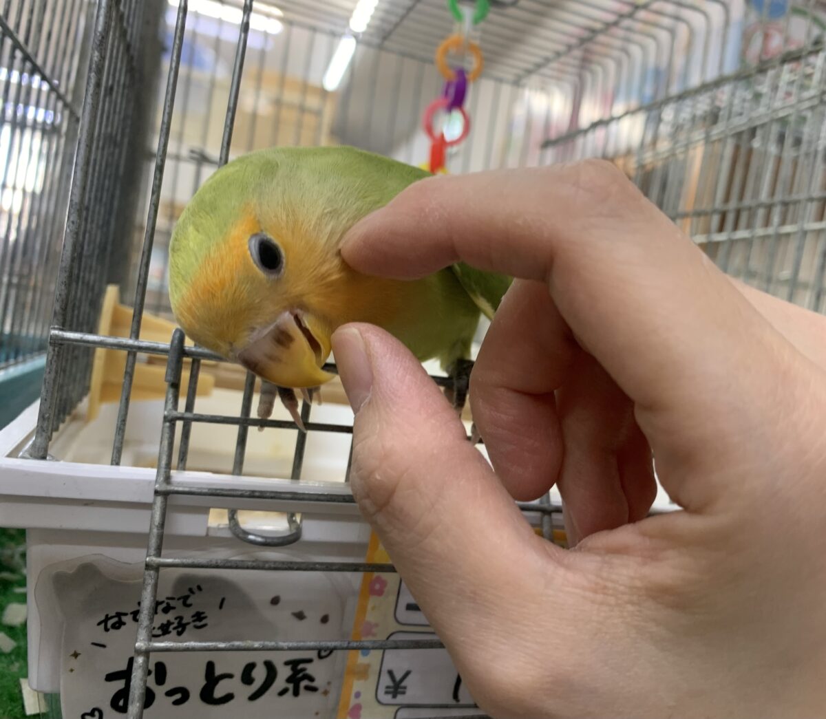 コザクラインコ（小桜インコ）