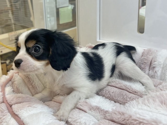 キャバリア・キングチャールズ・スパニエル