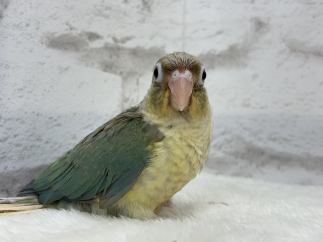 ホオミドリウロコインコ