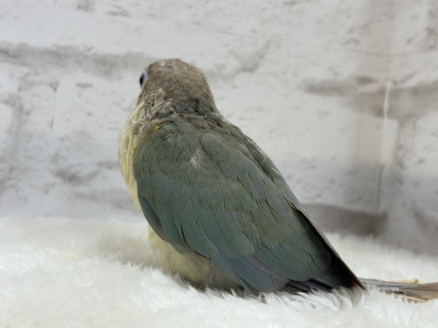 ホオミドリウロコインコ
