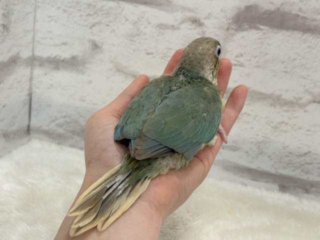 ホオミドリウロコインコ