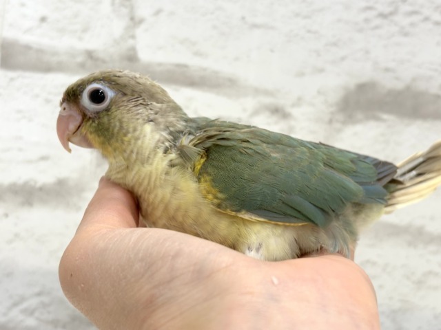 ホオミドリウロコインコ
