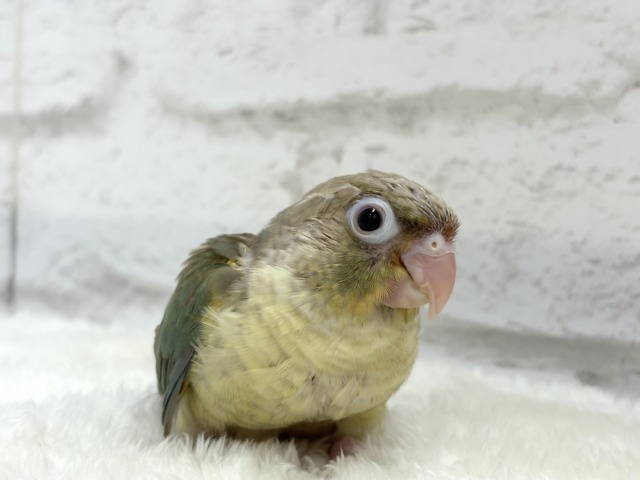 ホオミドリウロコインコ