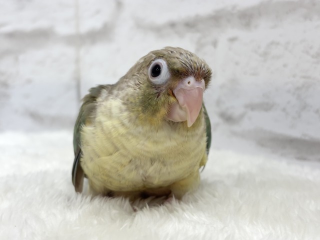 ホオミドリウロコインコ