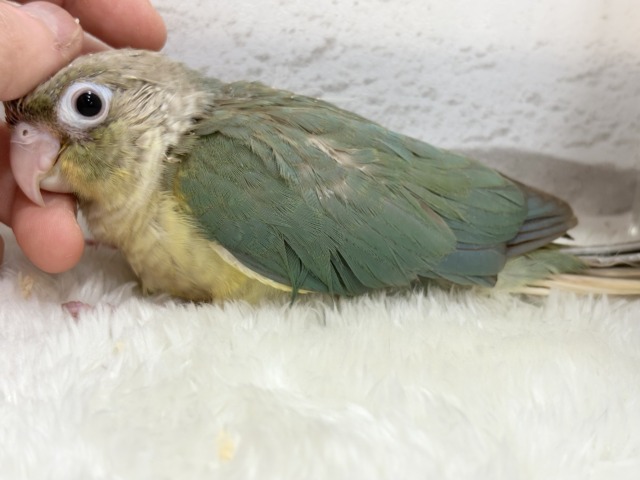 ホオミドリウロコインコ