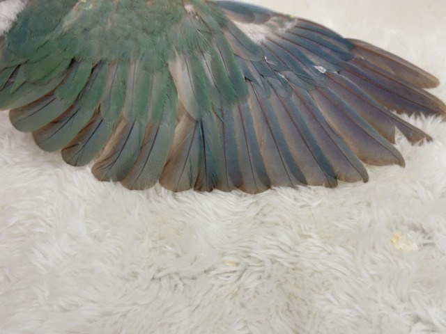 ホオミドリウロコインコ