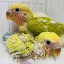 ハデっこちゃんズ⭐️徐々に染まってく〜コザクラインコ❤️