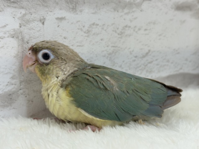 ホオミドリウロコインコ