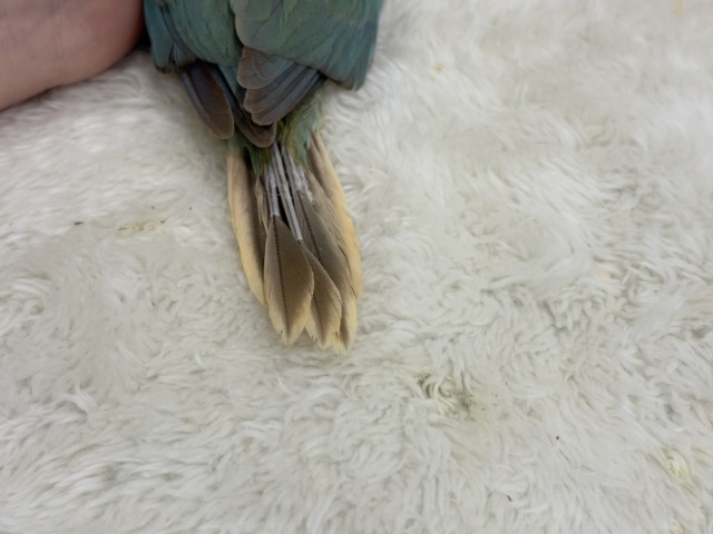 ホオミドリウロコインコ