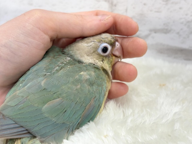 ホオミドリウロコインコ