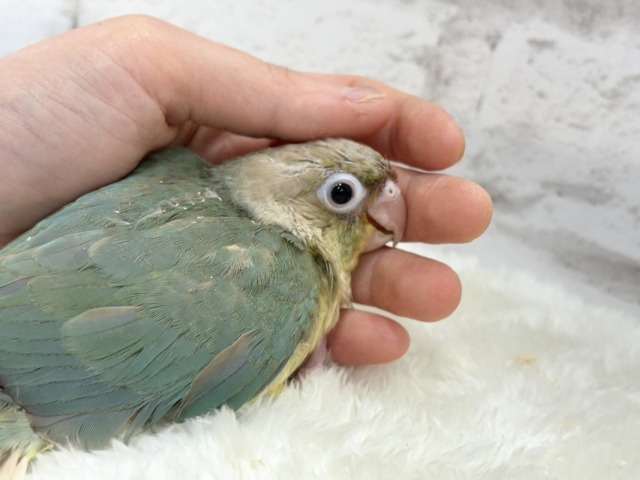 ホオミドリウロコインコ