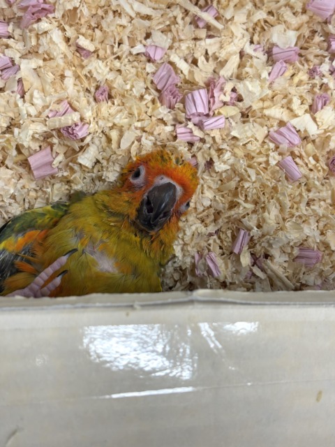 コガネメキシコインコ