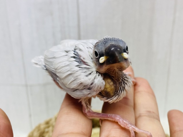 シルバー文鳥