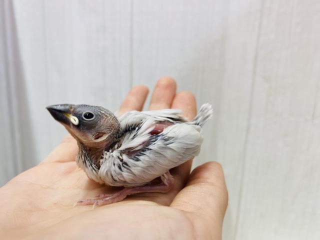 シルバー文鳥