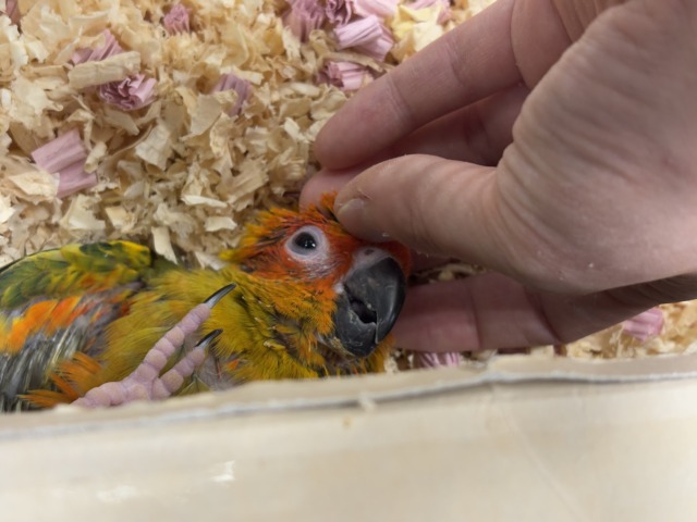コガネメキシコインコ