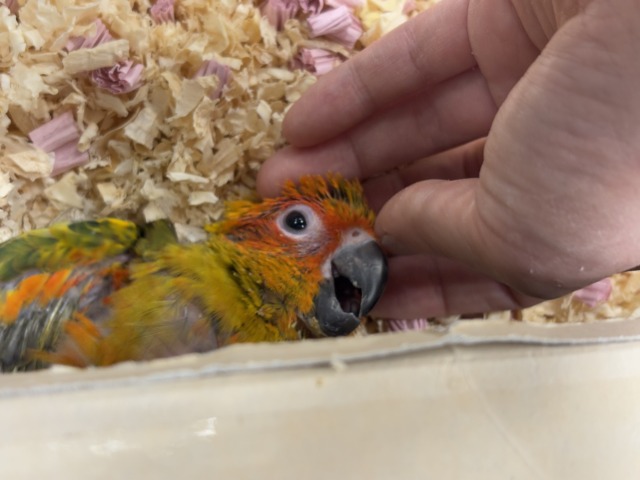 コガネメキシコインコ