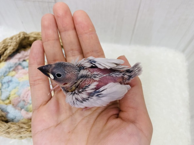 シルバー文鳥