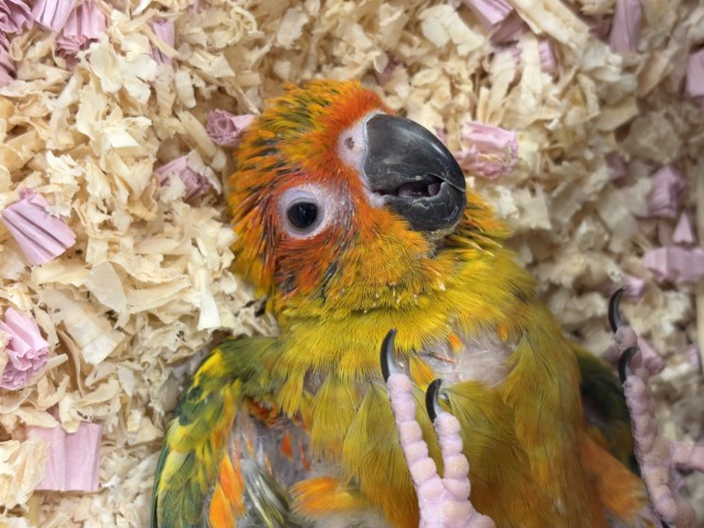 コガネメキシコインコ