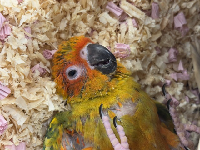 コガネメキシコインコ