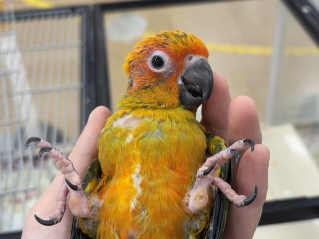 コガネメキシコインコ
